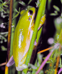 Hyla squirella