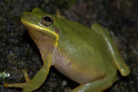 Hyla squirella