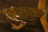 Hyla squirella