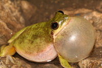 Hyla squirella