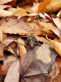 Amphibians of North Carolina