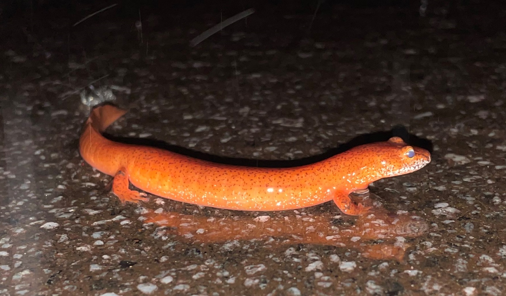 Amphibians of North Carolina