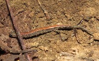 Plethodon cinereus