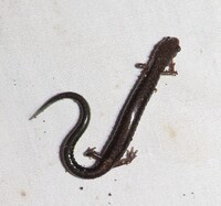 Plethodon cinereus