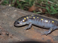 Ambystoma maculatum