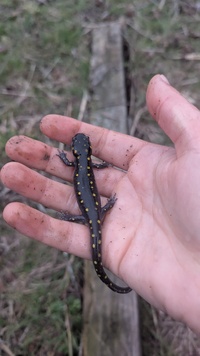 Ambystoma maculatum