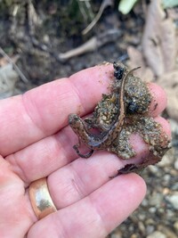 Desmognathus lycos