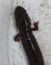 Desmognathus planiceps