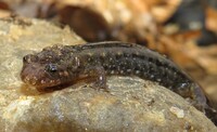 Desmognathus planiceps