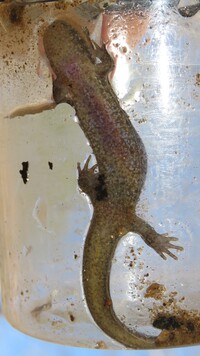 Desmognathus planiceps