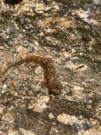 Desmognathus monticola