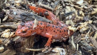 Pseudotriton ruber