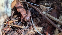 Desmognathus aeneus