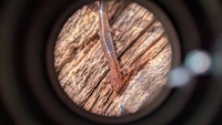Desmognathus aeneus