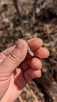 Desmognathus aeneus