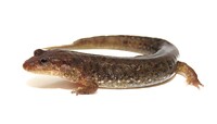 Desmognathus planiceps
