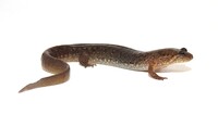Desmognathus planiceps