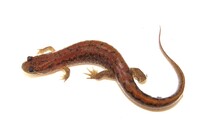 Desmognathus planiceps