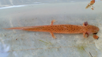 Pseudotriton ruber