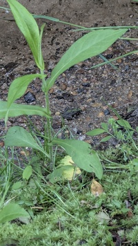 Acris crepitans