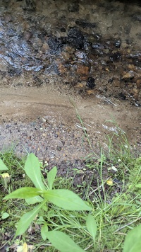 Acris crepitans