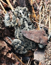 Anaxyrus fowleri