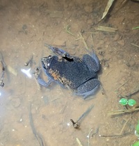 Gastrophryne carolinensis