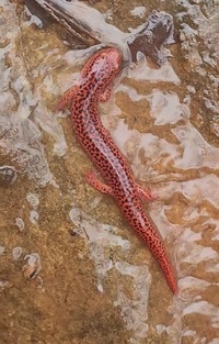 Pseudotriton ruber