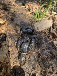 Ambystoma maculatum