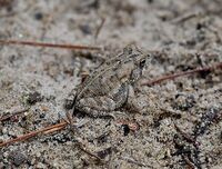 Anaxyrus fowleri