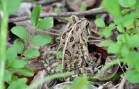 Anaxyrus fowleri