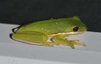 Hyla cinerea