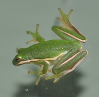 Hyla cinerea