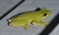 Hyla cinerea