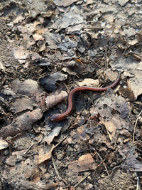 Plethodon cinereus