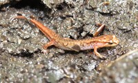 Desmognathus wrighti