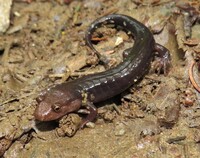 Desmognathus unidentified species
