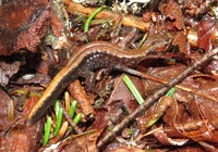 Desmognathus adatsihi