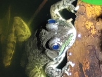 Lithobates clamitans