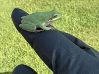 Hyla squirella