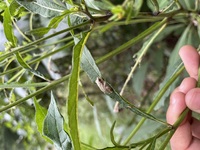 Hyla chrysoscelis