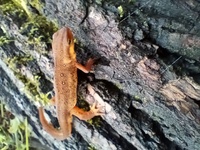 Notophthalmus viridescens viridescens