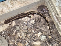 Eurycea guttolineata