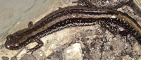 Eurycea guttolineata