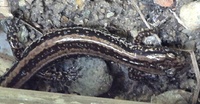 Eurycea guttolineata