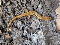 Eurycea cirrigera