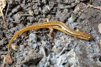 Eurycea cirrigera