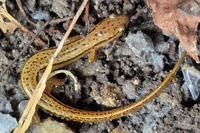 Eurycea cirrigera