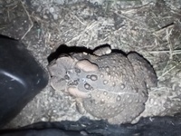 Anaxyrus americanus