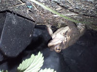 Anaxyrus americanus